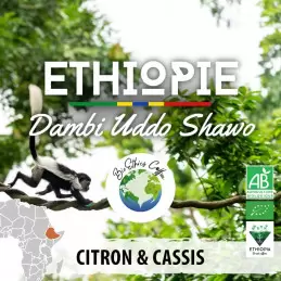Éthiopie - Dambi Uddo Shawo bio - café en grain | 250g