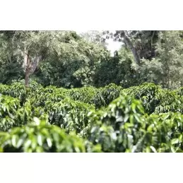 Salvador - El Manzano Zéro Pesticide - café moulu-5443